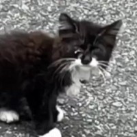 駐車場にいた『やせ細った子猫』→保護された結果……『見違える変化』に感動！「見つけてもらえてよかった」「幸せな気持ちになった」の声