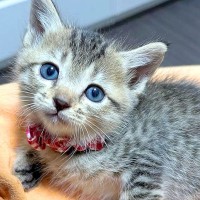 長年連れ添った猫を見送り『もう飼わない』と決めていたはずが……思いがけない出会いと『心温まるエピソード』に反響「ご縁があったんだね」