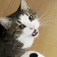 ニャーニャーと鳴き続ける猫→抱っこしてみると……『甘えん坊な様子』が可愛すぎると反響「もう赤ちゃんやん」「家から出られなくなるｗ」