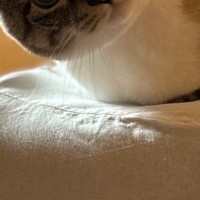 部屋に閉じ込められてしまっていた『猫』→ドアを開けてみると……まさかの光景に２万いいね「圧をかけられているみたい」「角度が怖い」