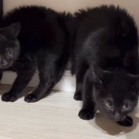 大きな物音が連続で続いた結果、子猫たちが…まさかの『やんのかポーズの連鎖』が36万再生「笑いが止まらん」「みんな驚いたんだねｗ」