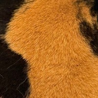 三毛猫の『後頭部』を見た友人→そっくりなものに気付いて…『予想外の発言』に10万いいね「本当だｗｗ」「最高級だね」と反響