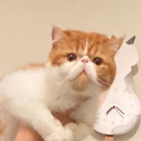 帰宅したら、『旦那と猫』が……微笑ましすぎる『コンビプレーの様子』に１万いいね「凄く楽しそう」「猫ちゃんも案外乗り気ｗ」