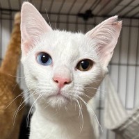 ガリガリの状態だった野良猫→保護されて1年…涙が止まらない『劇的なビフォーアフター』に17万いいね「幸せになったんだねぇ」「尊い」