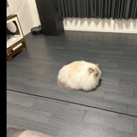 猫の投稿が『話題のGrok』によって加工された結果…「雑に乗せられてるｗｗ」笑ってしまう『平和すぎる展開』に４万いいね「ジワジワきた」