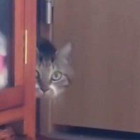 業者さんが来た日、部屋に隠れていた『ビビリな猫』→帰った結果…可愛すぎる行動に４万いいね「警戒心MAXなのが伝わる」「借りてきた猫ｗ」