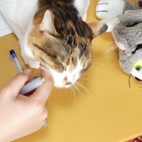 受験勉強中のお姉ちゃん→問題集の上に『猫』がやって来ると…思わず笑ってしまう瞬間に５万いいね「大人も落ちる猫の罠ｗ」「抗えないねｗ」