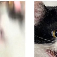 猫は結構『表情豊か』だと思う→様々な顔つきを集めてみた結果…可愛すぎる光景に１万いいね「喜が最高ｗ」「色々な顔を見せてくれるよね」