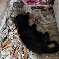 外で衰弱しきっていた『小さな子猫』→保護され、大切にお世話されると…見違える変化に感動の声続出！「本当に良かった」「美猫になった」