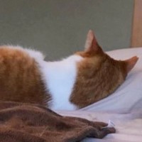 注射を打たれて『テンションが下がっていた先住猫』→翌日、後輩猫も打つと…まさかの光景に５万いいね「同じ背中ｗ」「もう完璧なシンクロ」