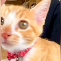 甘えてくる子猫をスマートフォンで撮影→顔を近づけてきて…あまりにも『最高な光景』が46万再生「可愛すぎて涙出てきた」「口から心臓出た」