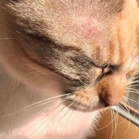 眠くてウトウトしていた猫→ふと『足元』を見たら…まさかの『座り方』に「乗ってるのかわいいｗ」「素晴らしい体幹ｗ」と１万いいね