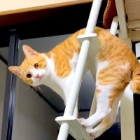 ハシゴから降りられない猫→観察してみたら…あまりにも愛おしい『困惑する様子』が50万再生「試行錯誤してて可愛い」「干されてるみたい」