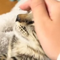 頭をなでられて『うっとりとした表情の猫』→手が離れると……可愛すぎる瞬間が36万再生「いやーかわいっ」「あれ？終わった？みたいな」