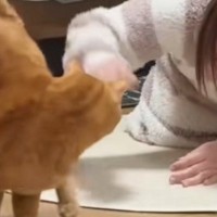 酔っ払いが猫の前で『ポーズ』をとったら……凄すぎる『まさかの展開』に「犬でもしてくれないｗ」「通じ合っててかわいいｗ」と反響