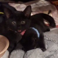 毛布をフミフミする子猫を撮っていたら…予想外の『可愛すぎる光景』が110万再生「気付いたら10分くらい経ってた」「たまらん」