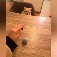 愛猫に『手品』を披露してみた結果…100点満点すぎる『まさかのリアクション』が401万再生「猫生1週目ｗ」「すべてが完璧ｗ」