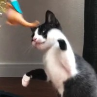 控えめなパンチを繰り出す『生後2か月の子猫』→１年が経つと…素敵すぎる『成長記録』に「なんて可愛いの」「ウルウルきちゃった」と反響