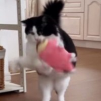 得意げな様子で『ぬいぐるみを運んできた猫』→途中で落としてしまった結果…爆笑の展開が65万再生「顔ｗｗ」「人間みたいで可愛すぎｗ」