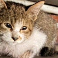 ３日間も同じ場所から動かなかった『ボロボロの子猫』→保護されると……涙あふれる変化に「救ってくれてありがとう」「幸せが待ってたね」