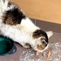 犬の散歩中、ボロボロの野良猫を発見→保護して『２年』が経過すると…涙が止まらない『軌跡』に「見捨てないでくれてありがとう」「泣けた」