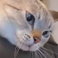 人が近づくと威嚇してパンチをしていた野良猫→家猫になった『現在』…激変した様子に３万いいね「トロンとしてるｗ」「野生の欠片も残ってないｗ」