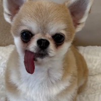 定点カメラで犬のことを撮影していたら…猫がとった『まさかの行動』が53万再生「前世インフルエンサー？ｗ」「AIかと思った」