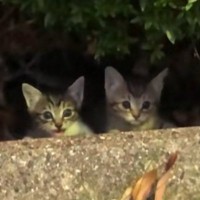 茂みからひょっこりと顔を出した『子猫』→声をかけると……まさかの出会いが27万再生「ジブリ感すごいｗ」「優しさが声に表れてる」