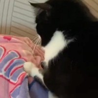 『羨ましい』お昼寝中の子どものそばで…猫がしていた『予想外の行動』に「場所変わってほしいｗ」「動きがいいねｗ」と３万いいねの反響