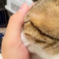 『手から何が出てるんだ…』飼い主さんに甘える猫→手のひらに…可愛すぎる"仕草"に６万いいね「マタタビを超える何か」「たまらん」