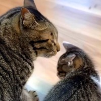 鉄工所で保護された赤ちゃん猫→先住猫が可愛がってくれて…宝物のような『愛おしい日常』が11万再生「幸せだね」「優しいお兄ちゃんたち」