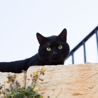 巨石遺跡ストーンヘンジで観客へ「舞台あいさつ」　瞬時に大スターになった黒猫　英国