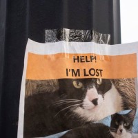 国境を越えて迷子の愛猫が戻ってきた！　スペインからフランスへ「5ヵ月間・250キロ」の旅路