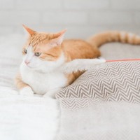猫の『機嫌が悪い』ときに試したい対処法4選　避けるべき行為や上手な接し方まで