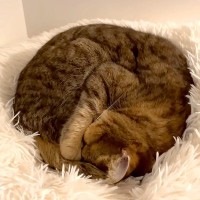 猫と暮らしている女性→ロフトから『フクロウの鳴き声』が聞こえてきて…『予想外の光景』に爆笑「可愛すぎ」「ニャンコのいびきは平和の象徴」