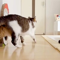 家の掃除をするパパとママ→２匹の元野良猫がどこにでもついてきて…愛おしすぎる『監督っぷり』に「可愛すぎる」「平和な世界」と称賛の声