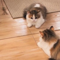 子猫が初めて『鏡』を見た結果…可愛すぎる『リアクション』に癒される人が続出「猫生一週目すぎる」「表情に笑った」と26万再生