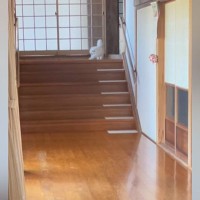 ふわふわの白い長毛猫ちゃん→『長い廊下』に出てくると…見惚れるほどの『全力疾走』が71万再生「すごーい」「全ての猫が憧れる廊下」