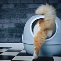 猫が『下痢』になってしまう原因5つ　病院に連れていくべき？改善策まで解説