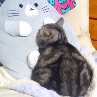 いつもは飼い主さんに甘えている猫が……愛猫が心奪われてしまった『想定外のライバル』が話題「まさに悲報」「全て猫ちゃんのもの！」