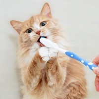 猫の『歯磨きをサボる』と起こりうるリスク3つ　習慣にすべき理由や嫌がるときの対処法