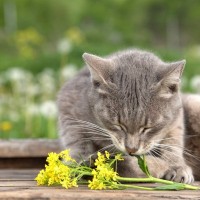 猫に与えるのは避けるべき『春の食べ物』4選　起こりうる健康リスクや注意点を解説
