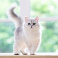 猫が『しっぽを振る』ときの気持ち4選　振り方から感情が読み取れる？