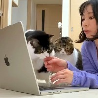 リモート会議中、集まってきた３匹の猫→席を離れた結果…『まさかのハプニング』に「イタズラっ子は逮捕だね」「３匹いると大変だ」と反響