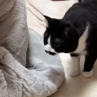 生まれて初めての『こたつ』を体験した猫→翌日になると……微笑ましすぎる光景に「早かったねｗ」「人間も猫もダメにするｗ」と反響