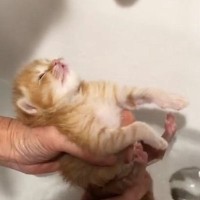 お風呂で『赤ちゃん猫』をマッサージした結果…思わずニヤける『尊すぎる反応』が76万再生「可愛くて爆発しそう」「たまらないｗ」