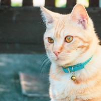 猫に『首輪』を付けたほうがいい理由3つ　万が一に備えた必要性から注意点まで