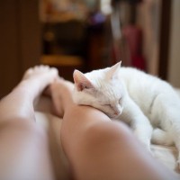 【2月22日は猫の日】猫と一緒に過ごすアイデア4つ　愛猫のためになる時間を過ごそう