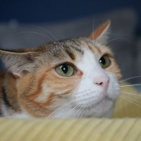 猫に嫌われてしまう『話し方』の特徴4つ　警戒される理由から好かれるコツまで