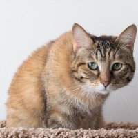 猫があなたに『ごめんなさい』と伝えているサイン5選　意外な仕草に気持ちが表れている？